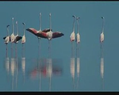 Les ailes pourpres : le mystère des flamants