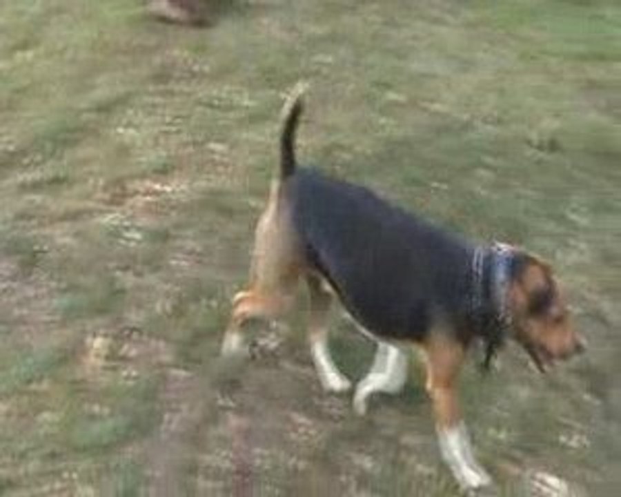 Asco Chien mordeur