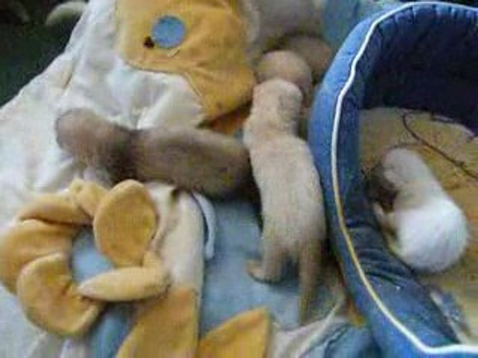 Des furets complement fada