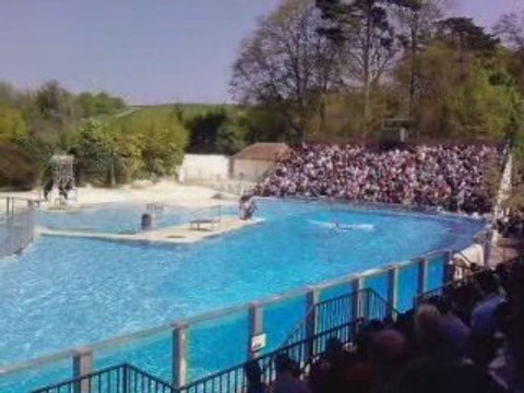 Zoo de Beauval. Les otaries.
