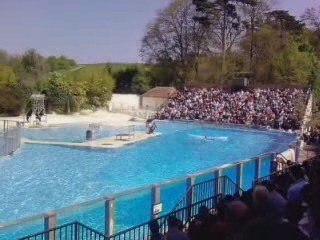 Zoo de Beauval. Les otaries.