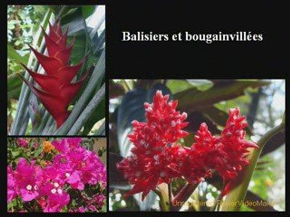 Ballade calédonienne