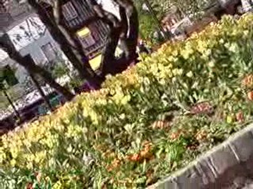 Chaton Ketty Eliie Mizu En Ville