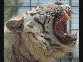 White Tigers- vivre à tout prix