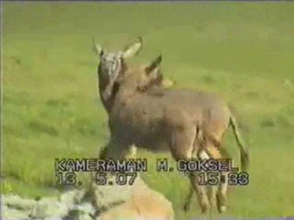 eşşek şakası eşşek komedi yayla tekbasına42