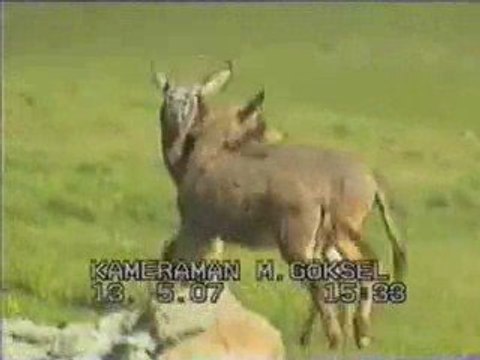 eşşek şakası eşşek komedi yayla tekbasına42