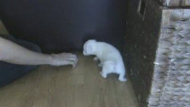 jack russel premier jeu