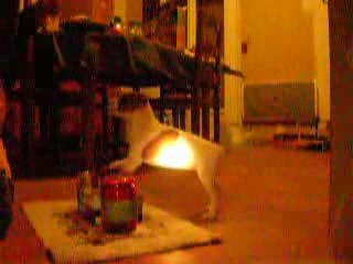 Eclipse jack russel femelle de 2 mois