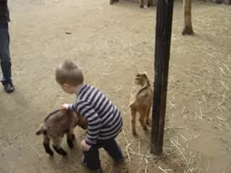 Hugo et les biquettes