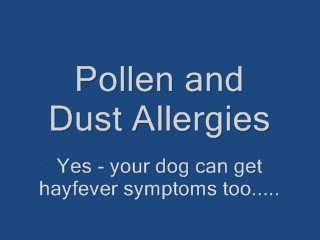 Dog Hair Loss And Allergic Reactions