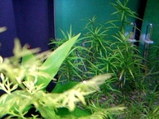 Bulle plante aquarium