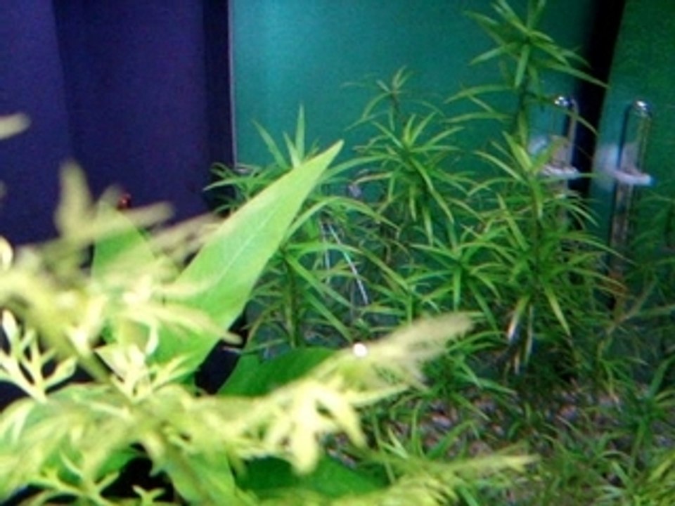 Bulle plante aquarium