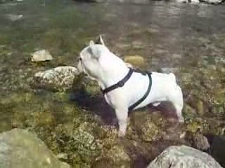 Lucien s'amuse dans les rapides au pied du Pont du Gard...