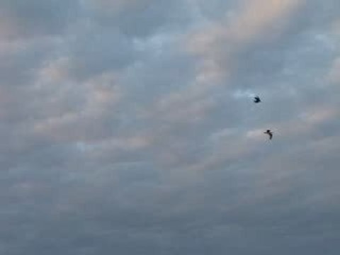 Bonjour de mouettes, Les Minimes, La Rochelle, 25 avril 2009