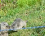 Six marmottons en famille