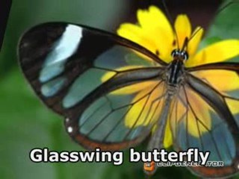 Natures Gift