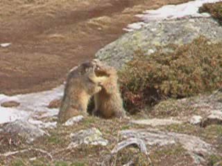 Premières galipettes de marmottes