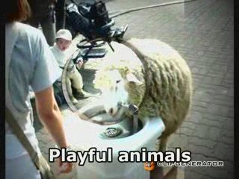 Funny Animals