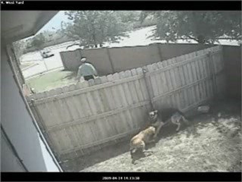 cambrioleur vs chiens
