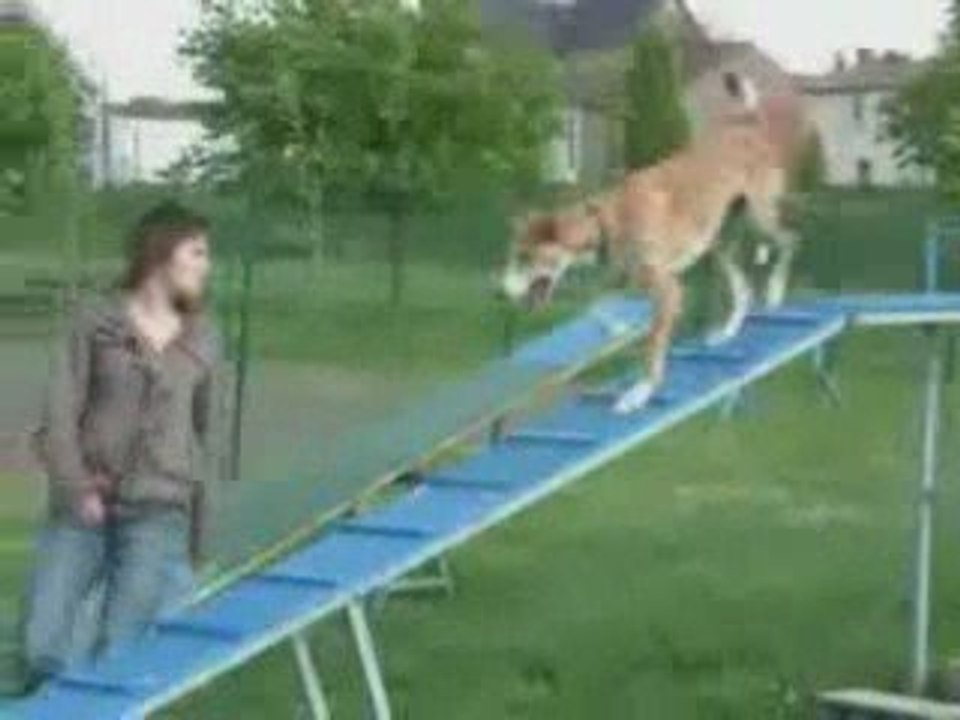 Vanook agility 25 avril