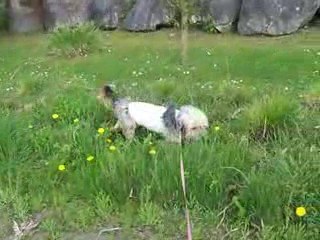 PAMPELUNE ballade avec COCO dans l'herbe