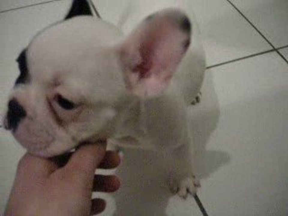 Elliot premiers pas à la maison