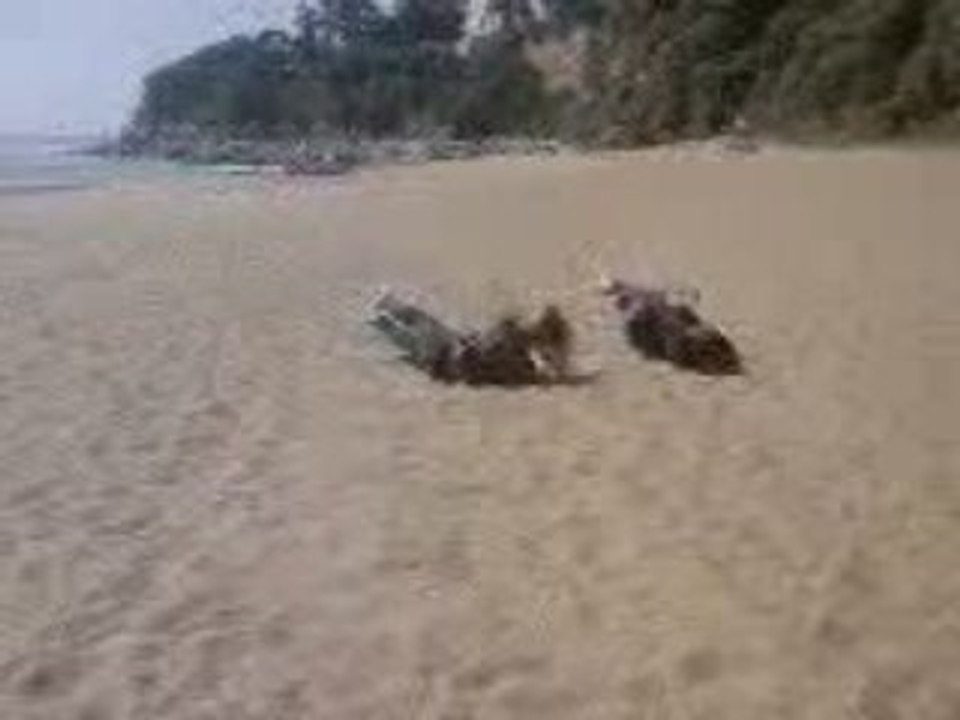 SV_A0065