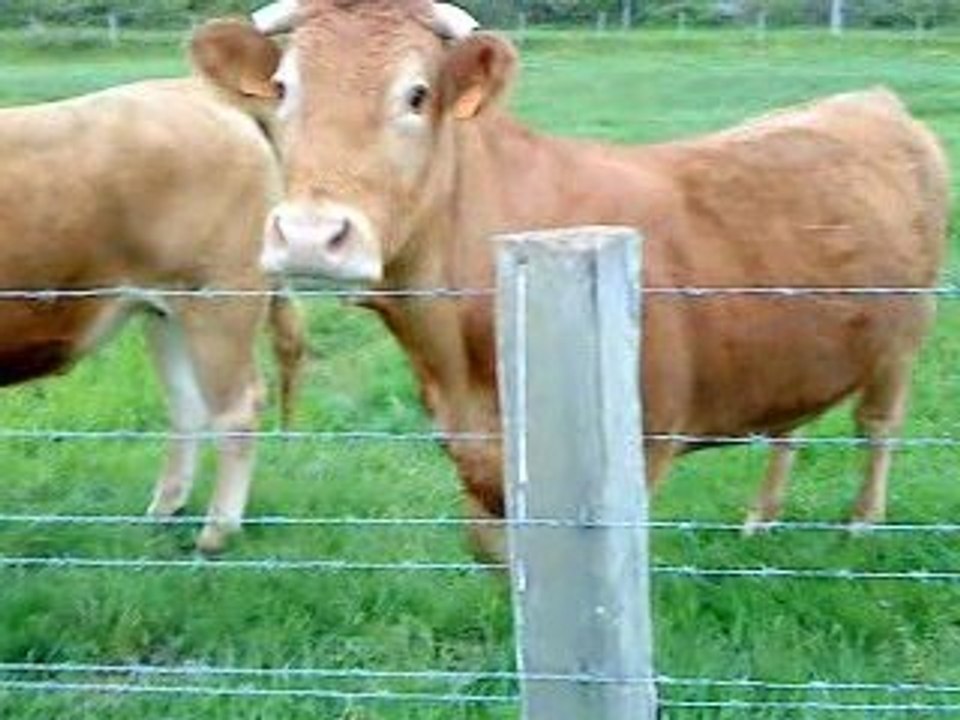 Les vaches de Connelles