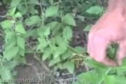 Bugleweed: Harvesting Herbs, Growing Herbs