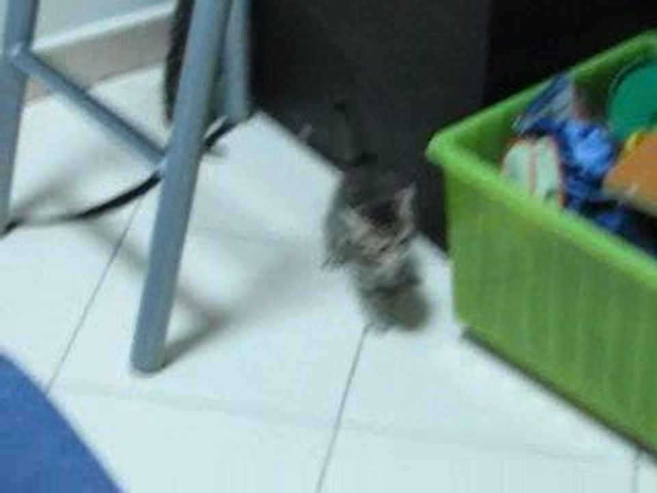 LES CHATTONS EN FOLIE