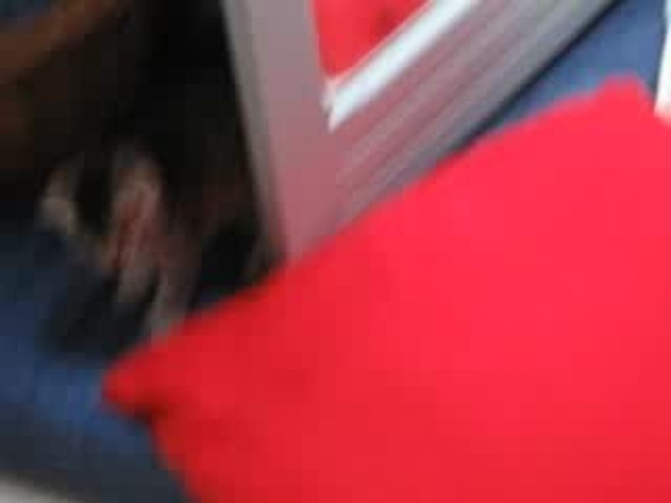 LES CHATTONS EN FOLIE