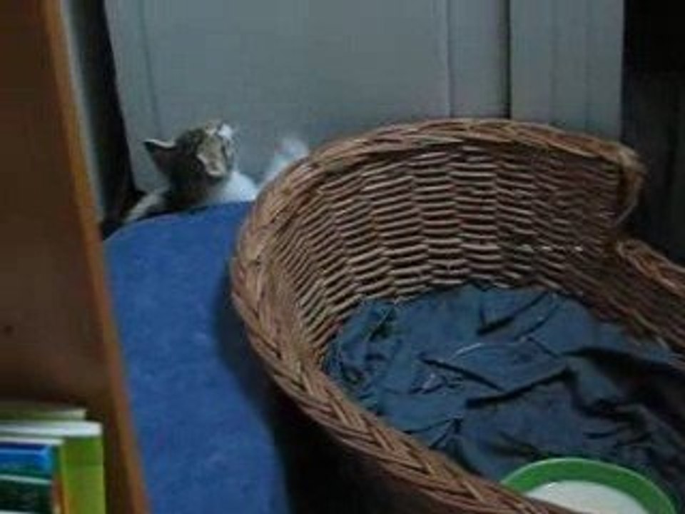 LES CHATTONS EN FOLIE