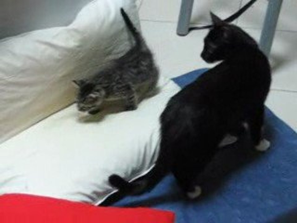 LES CHATTONS EN FOLIE