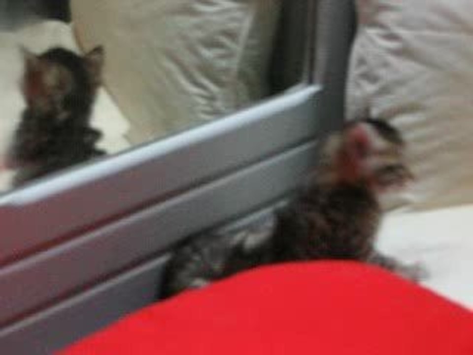 LES CHATTONS EN FOLIE