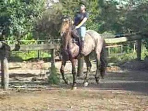 mise en selle galop sans étrier