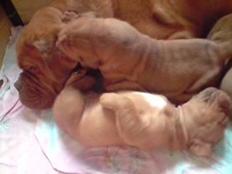 VIDEO chiots dogue de bordeaux 20 jours 66