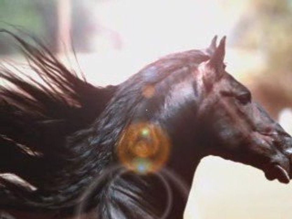 Memory Gheorghe Zamfir