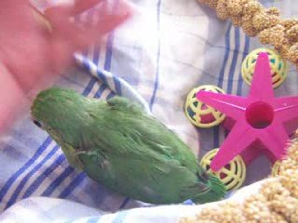 opaline le 26 avril 2009