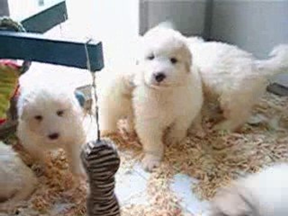 CHIOTS PATOUS MONTAGNE DES PYRENEES LOF