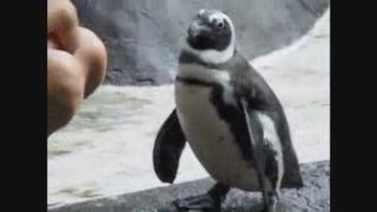Penguins