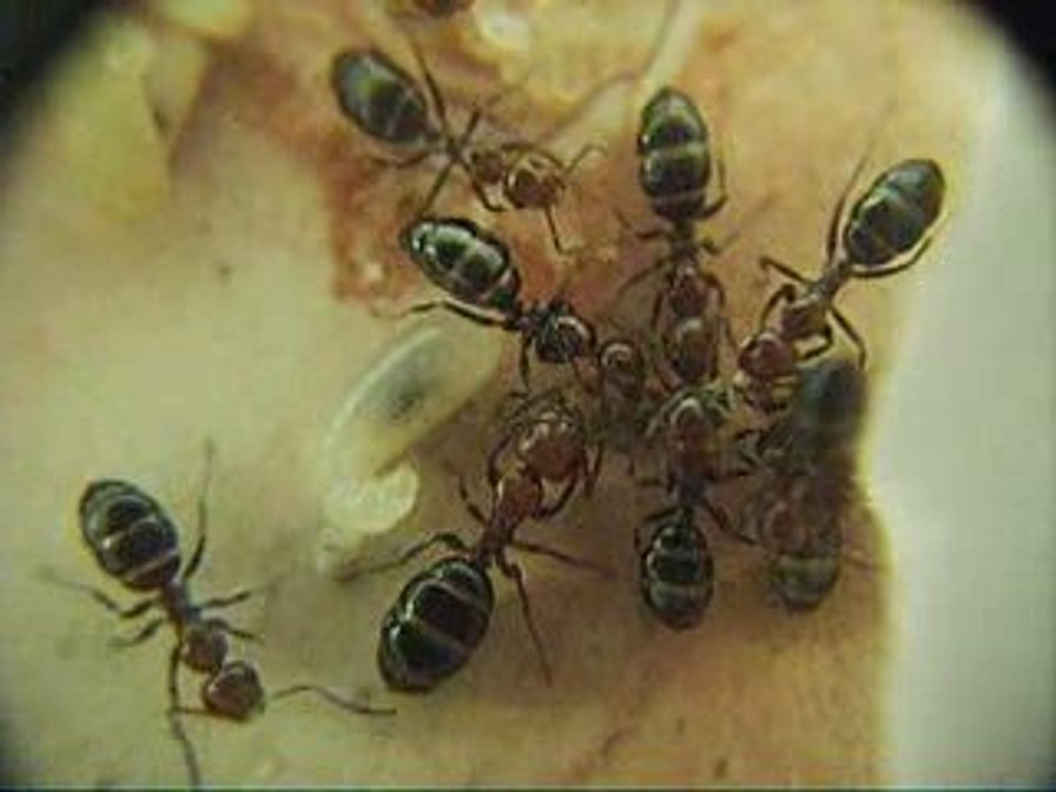 CAMPONOTUS LATERALI NAISSANCE D UNE OUVRIERE