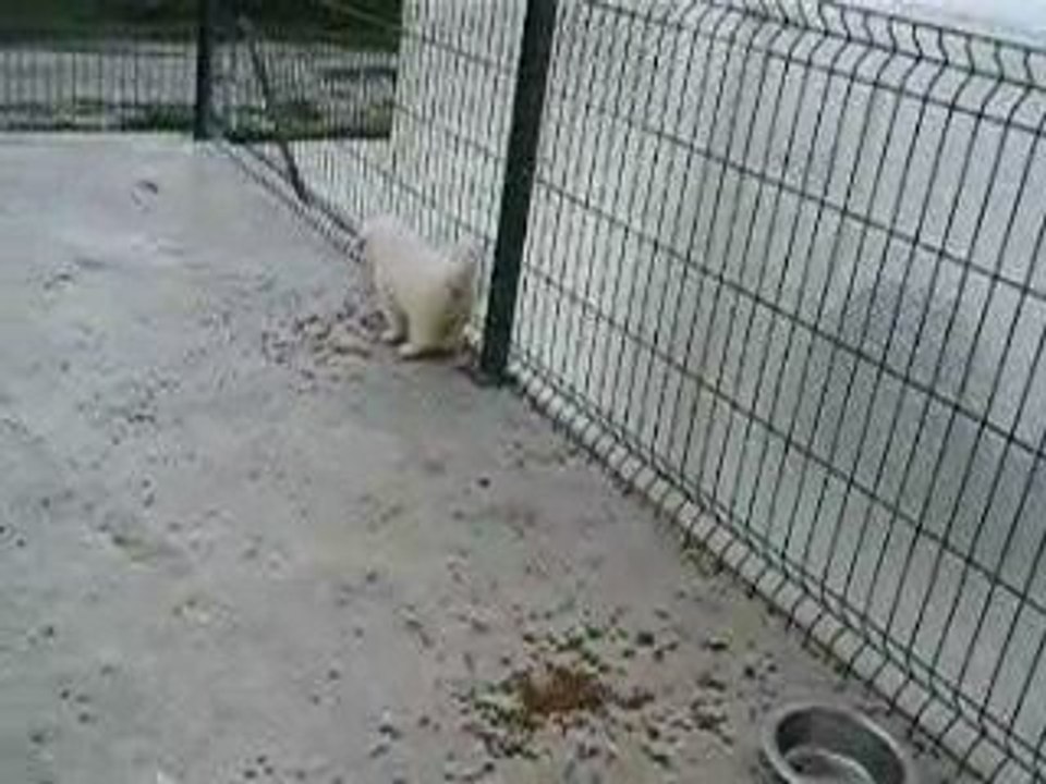 Les chiots Montagne des Pyrénées Patou LOF