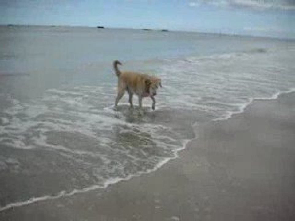 Shadow à la plage