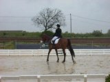 Concours de dressage