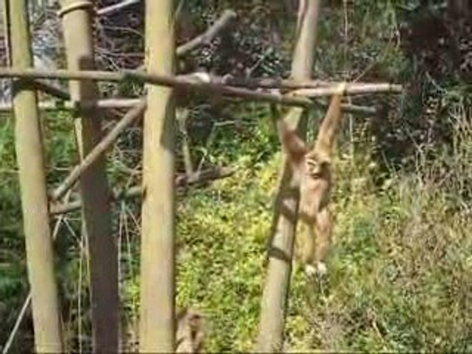 au zoo
