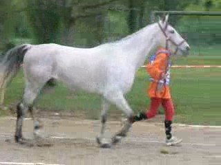 Trotting Initial Guide 🐎