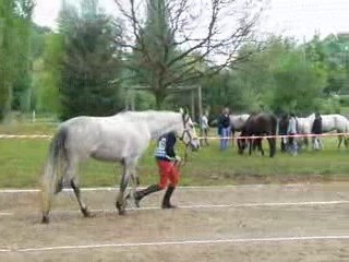trotting final