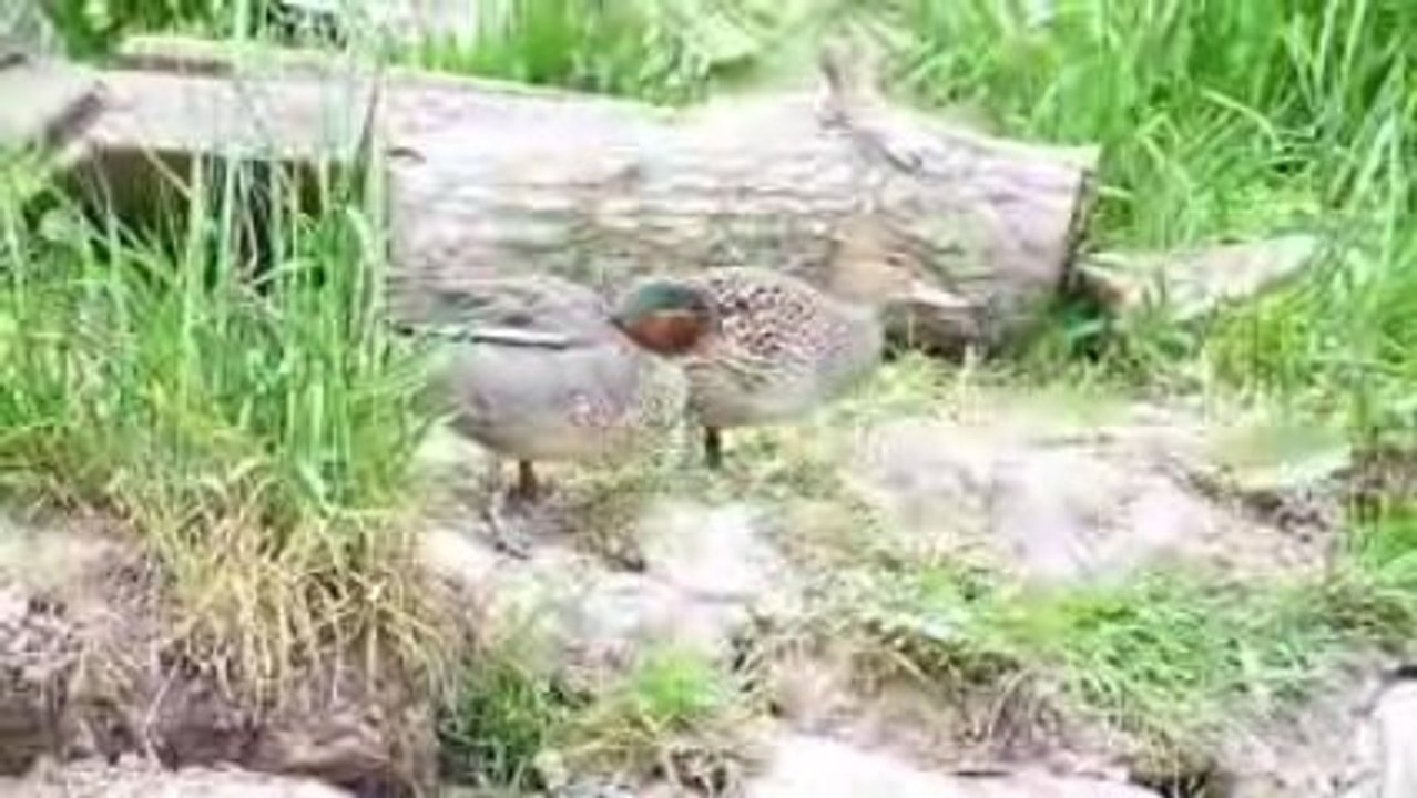 Mes sarcelles d'hiver