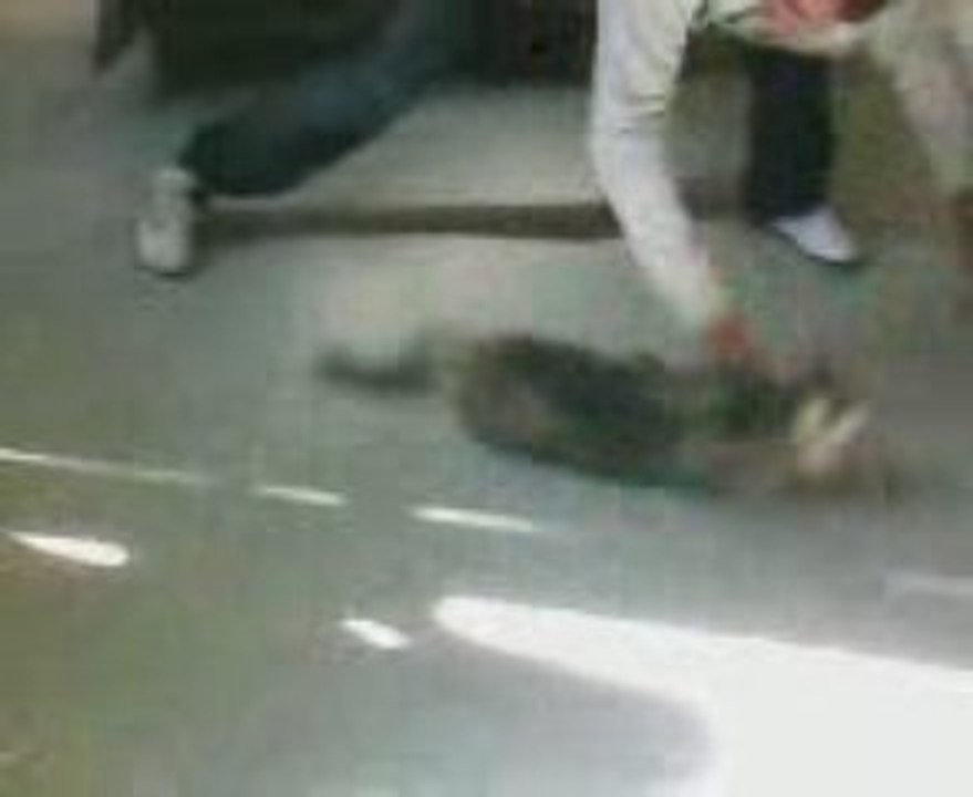 Mdr le chat qua la tête qui tourne (Grimlins)