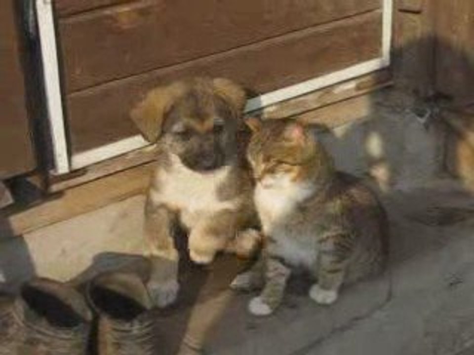 DogCatFriends